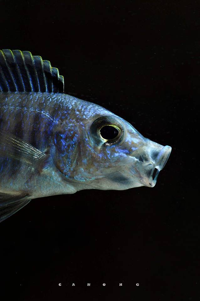 Copadichromis azureus